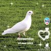 moreflores88