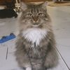 nikitacatsanctuary