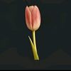 qah_tan7