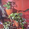 plantitaslady