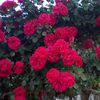 fatema.akter22097