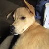 gracie_thepuppy2023