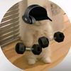hamster12224