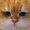 user482562