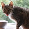 iwuvallthecatz