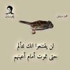 12mohamad229