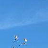 natchareeya_522557