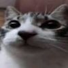 nose_xd2014100