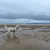 joziassistancedog