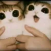 le_petit_blob
