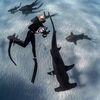 biminisharkgirl