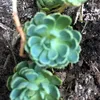 fleurdusud06