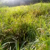 asraaqaseem1