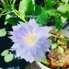 clematis502