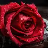hams_almasha3eer