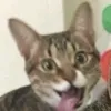 matmatnhungngu