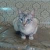 gatosonso123
