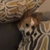 quinn_corgi