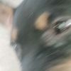 pern_68