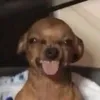blehszx