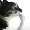 iliketurtles528
