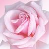 roseqnlfmja