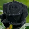 mjshhcdmnsd