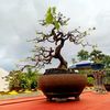 maklon.bonsai