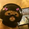 ✨قطه اوفيكال✨