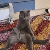adi._.341