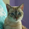 gatamimosa2023