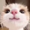 anhthnguynh3