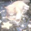 .cats4everiz