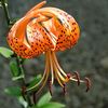 lilium672