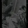 v8_f16_