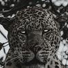 suhaib41079