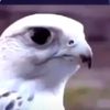 falconeyes505