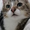 jaime.les.chats62