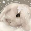 cute_bunny75