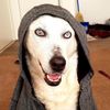 ivytheblindhusky