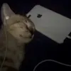 fallen.uwu