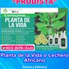 medicinaplantadevida