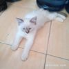 umie_sahaja