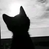binbinwq