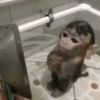 monkeymanisurmom