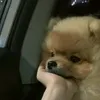 chaomayconcho08