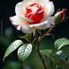 rosahsqpsnx