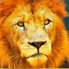 lion.valley3