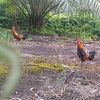 putra_pemikat