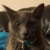 lindy_is_my_cat
